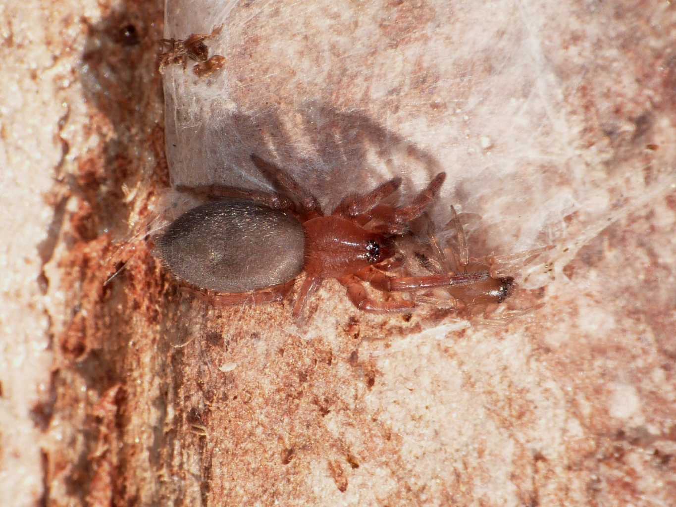 Predazione Scotophaeus su Clubiona - Torrimpietra (RM)